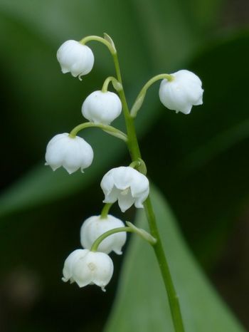 Archives Gard Pour mémoire muguet 1er mai manifestation ouvriers